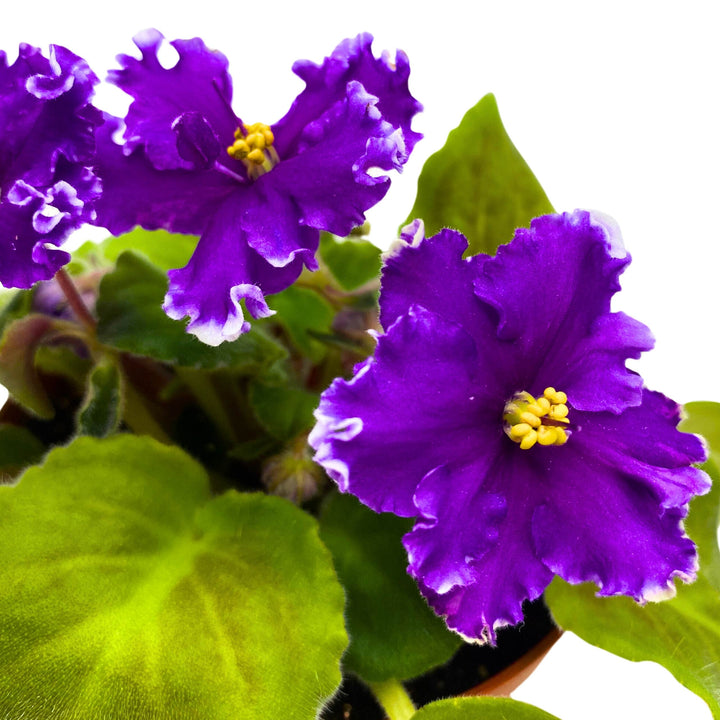 AV Napoleon African Violet Saintpaulia 4 inch