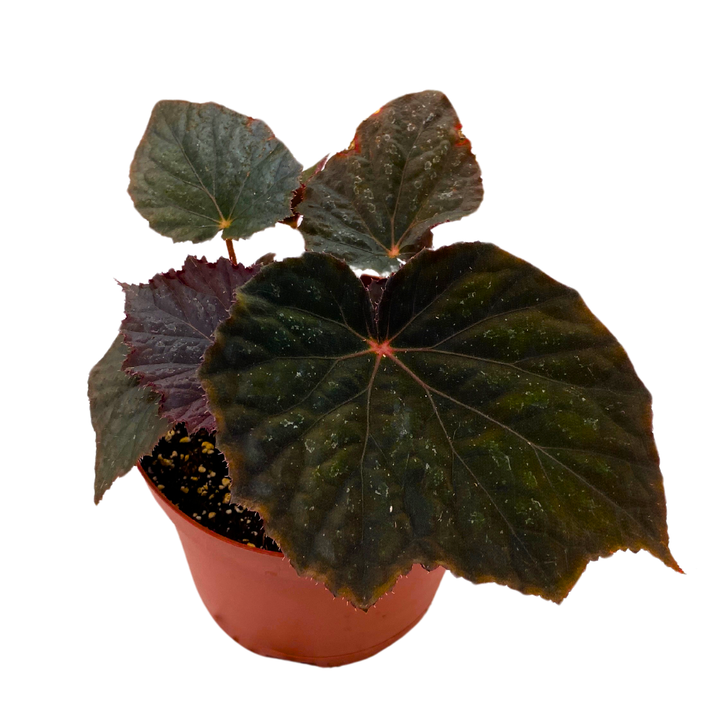 Begonia Taconite 4 inch Bright Blue Irridescent