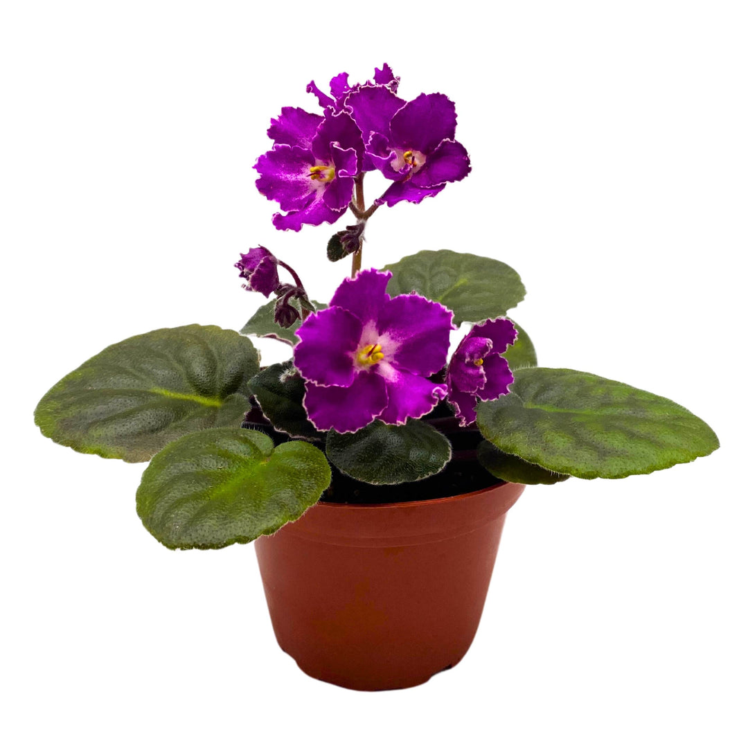 Buckeye Let's Roll African Violet Saintpaulia 4 inch