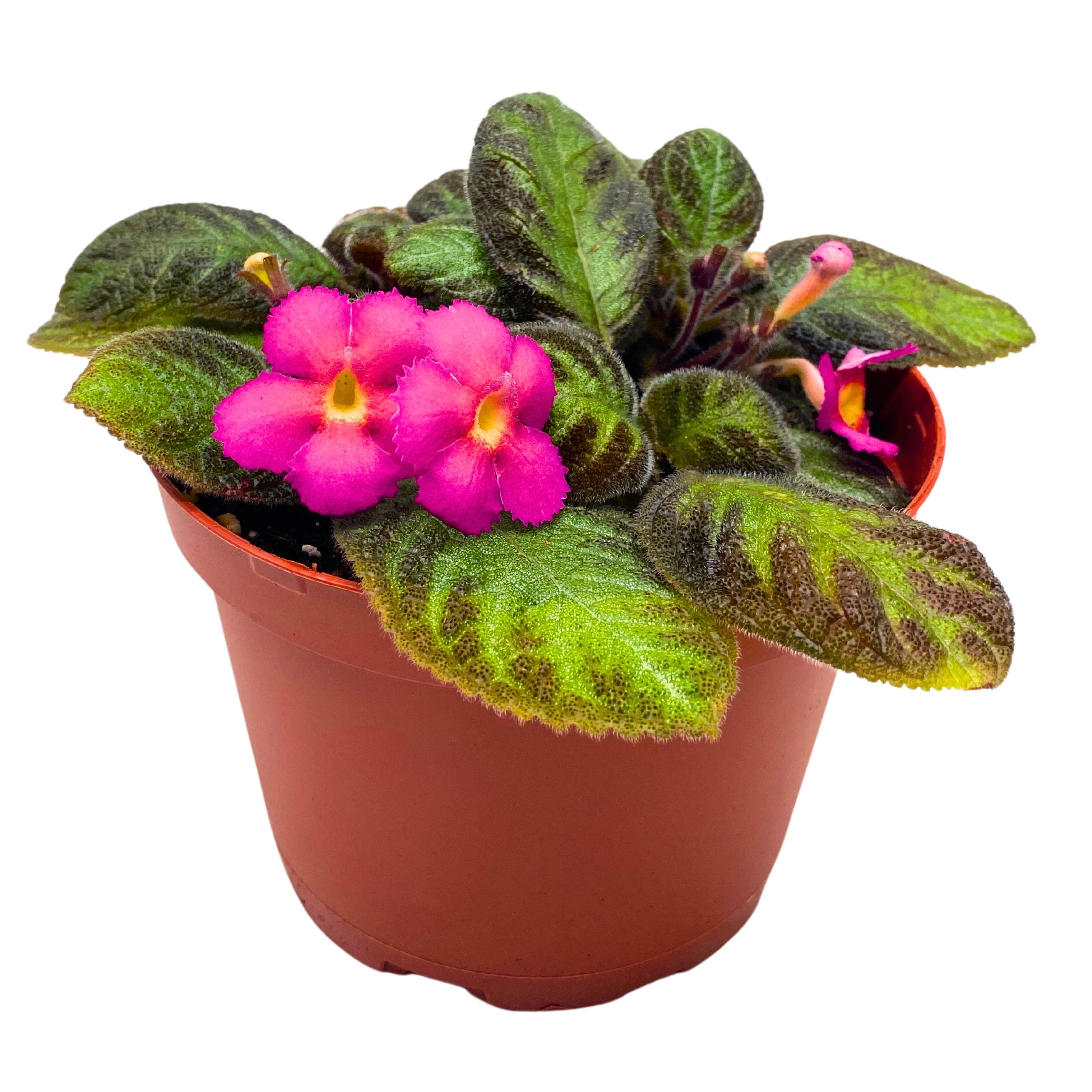 Episcia Pink Panther Flame Violet 4 inch – Harmony Foliage