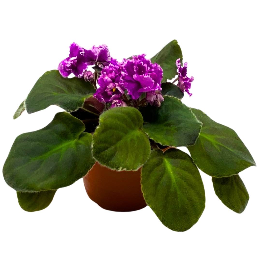 African Violet Wrangler's Boot Stompin' 4 inch