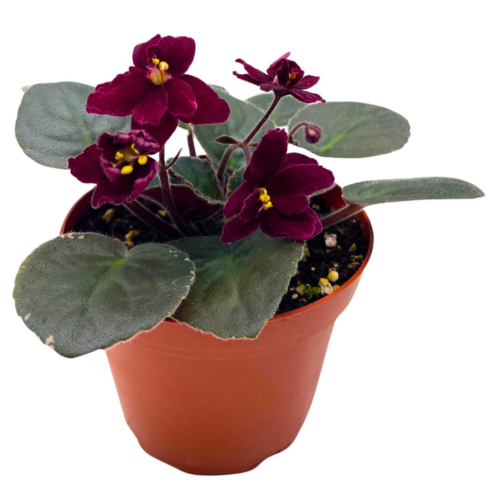 Ma's Steward Tomato African Violet Saintpaulia 4 inch