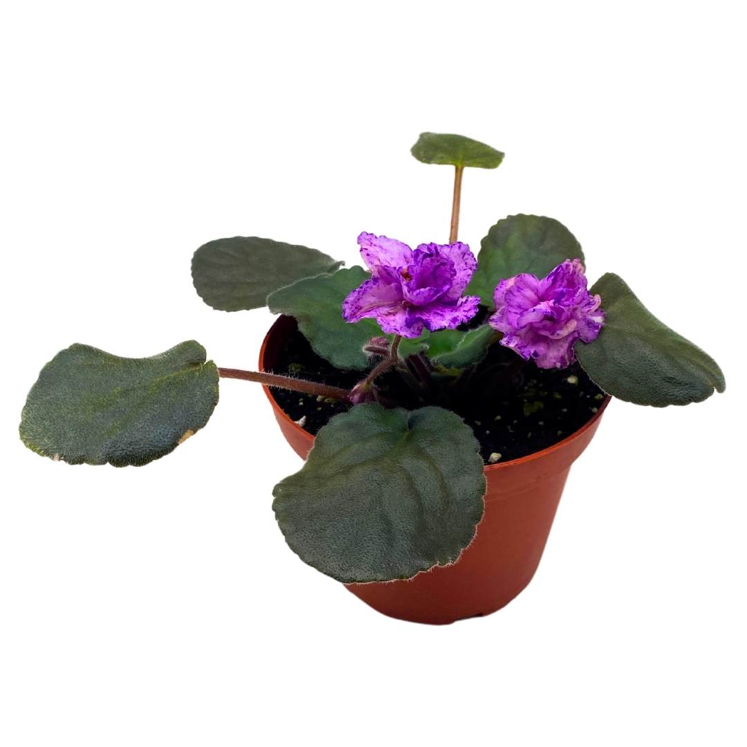 African Violet Buckeye Kindred Spirit in a 4 inch Pot Pink with Purple Flecks