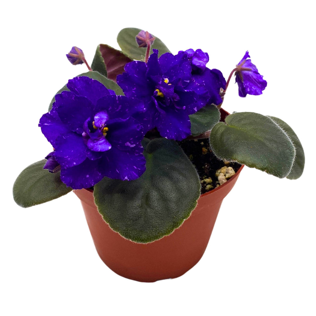 Sora Fuzzy Face African Violet Saintpaulia 4 inch