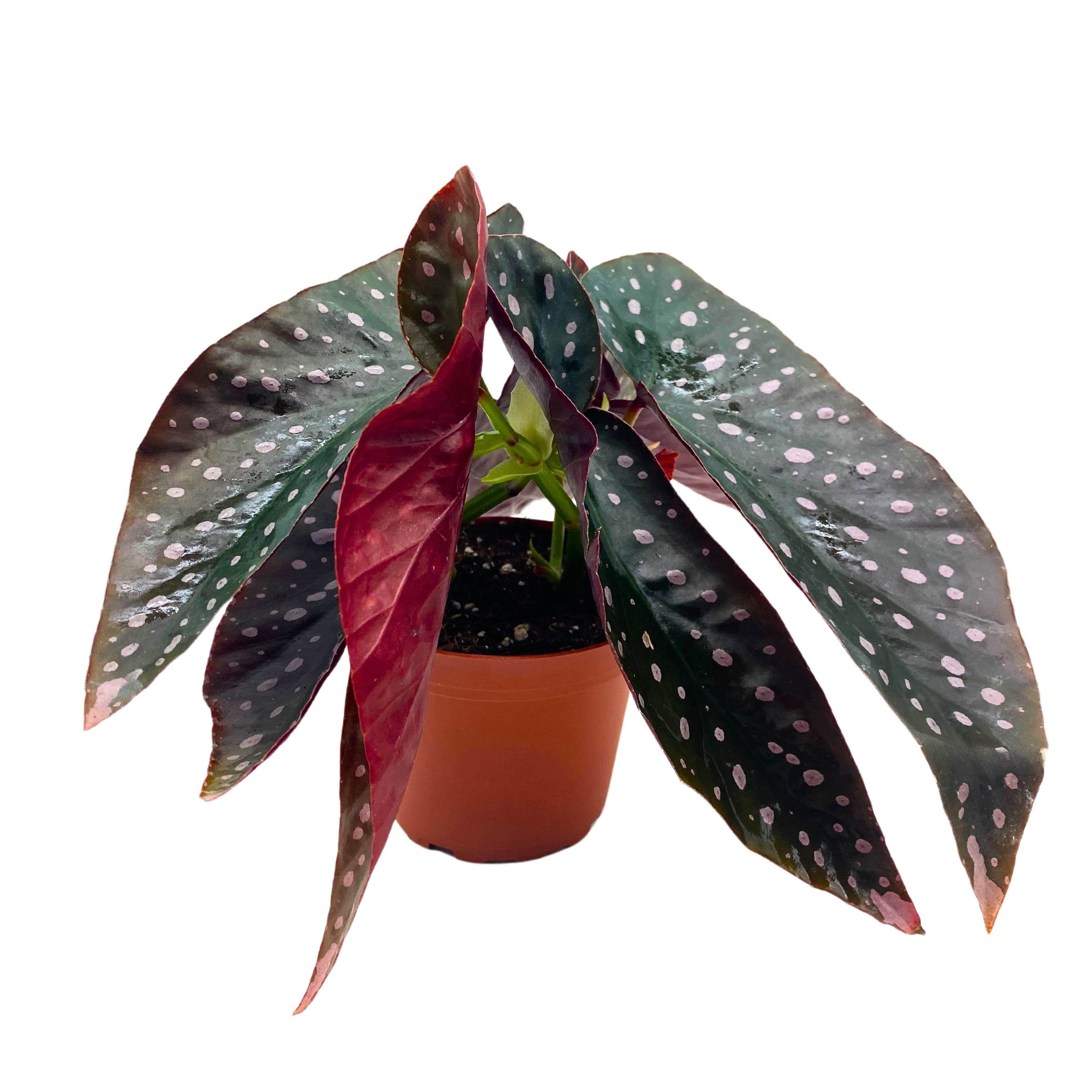 peculiarman　Begonia 3点コンパクト便発送 4” Emma's Evolution Vampire Slayer TM Begonia Pot - TRADEMARKED
