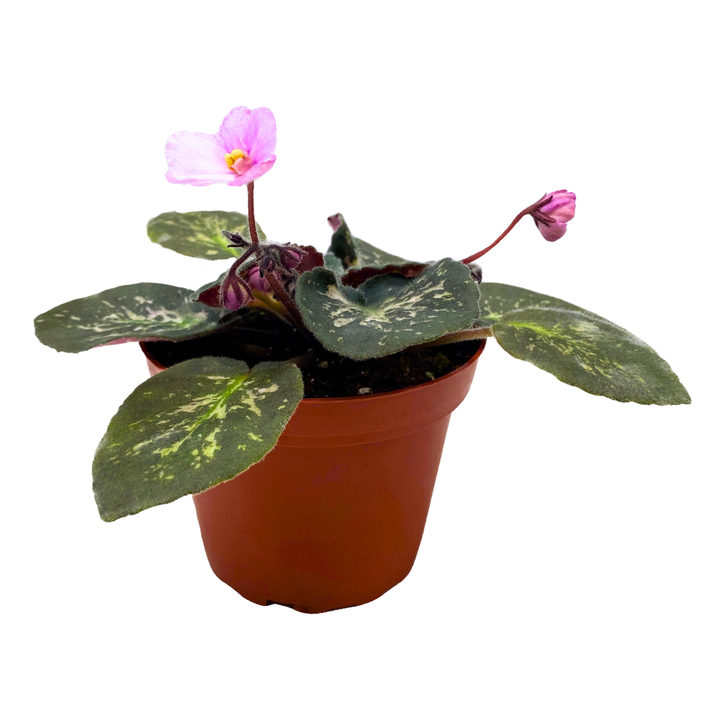 African Violet Genetic Blush, Mosaic Variegated 4 inch Pink Flower