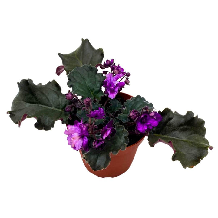 African Violet Apache Bow 4 inch Gesneriad