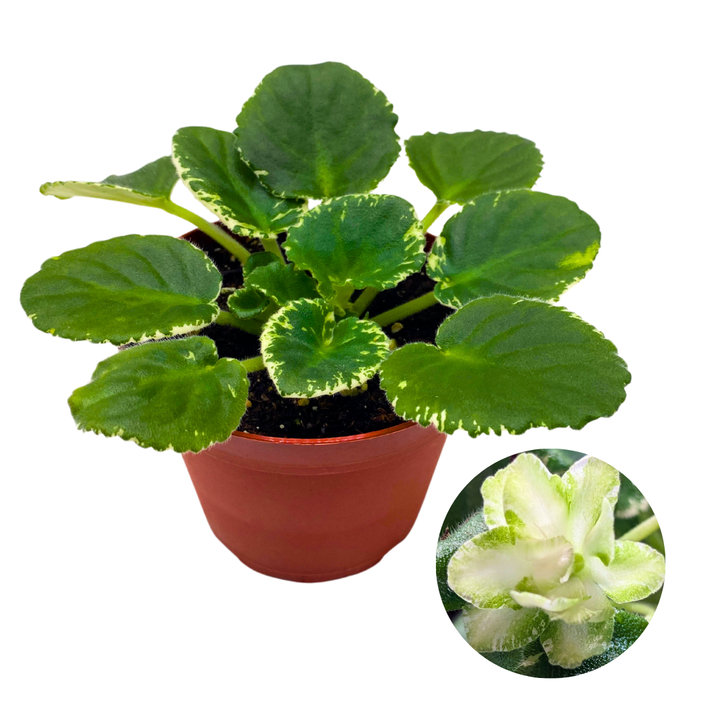 African Violet Frozen in Time Variegated 4 inch White Flower