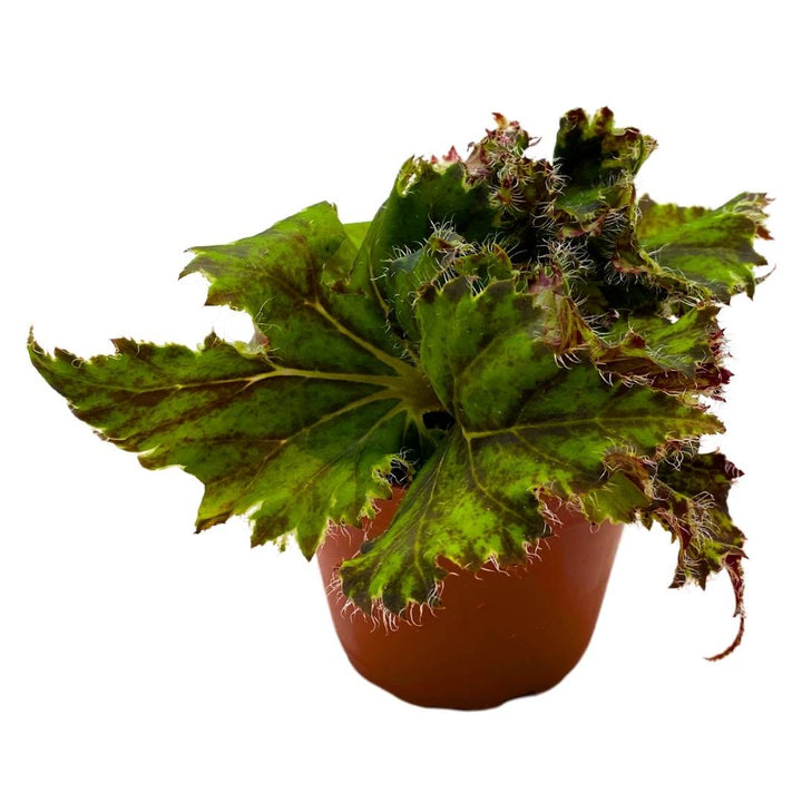 Begonia Oliver Twist 4 inch Rhizomatous