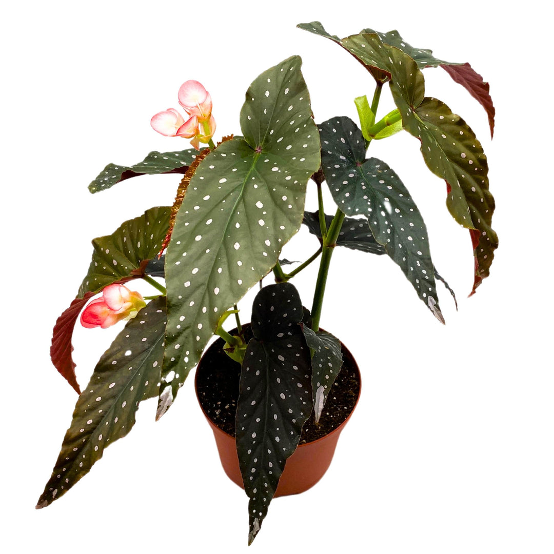 Black Magic Angel Wing Cane Begonia 4 inch