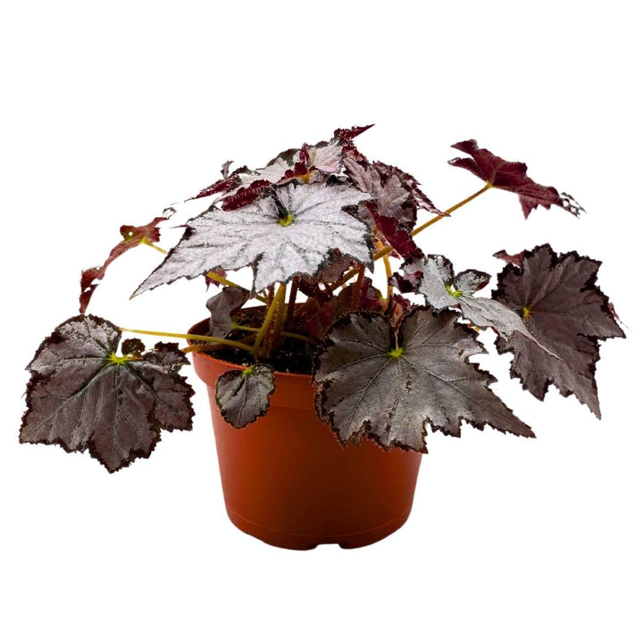 Begonia Sierra Silver Mist 4 inch Rhizomatous