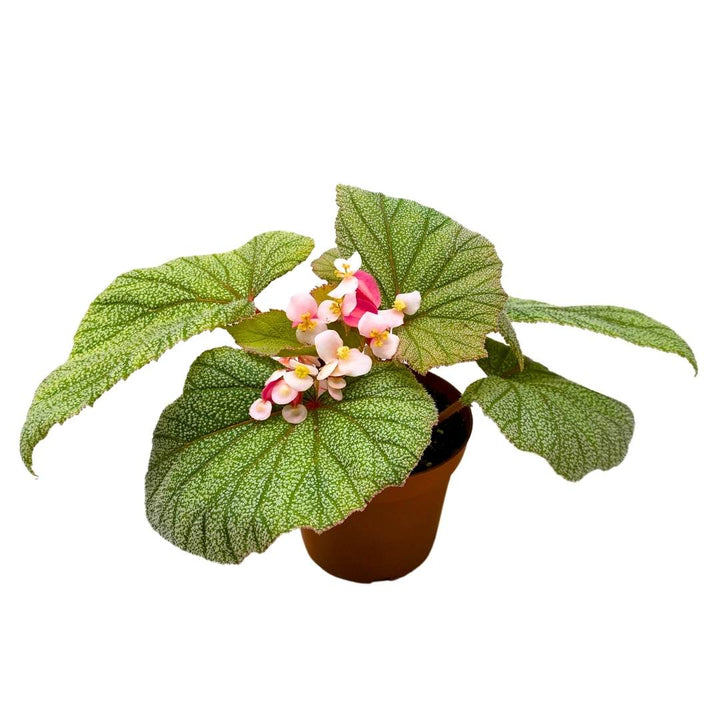 Angel Wing Cane Begonia Sinbad 4 inch