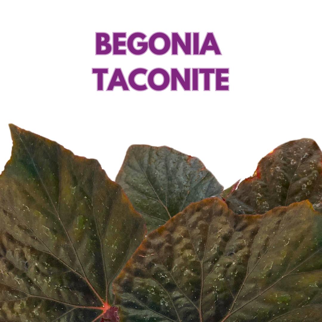 Begonia Taconite 4 inch Bright Blue Irridescent
