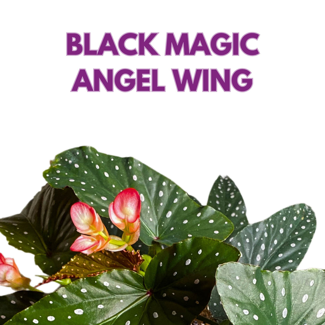 Black Magic Angel Wing Cane Begonia 4 inch