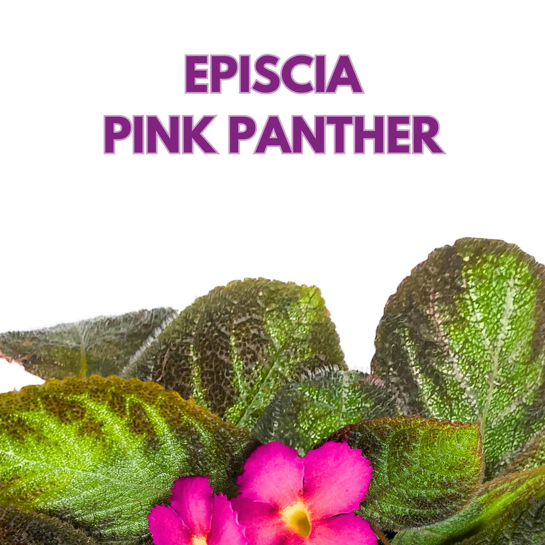 Episcia Pink Panther Flame Violet 4 inch