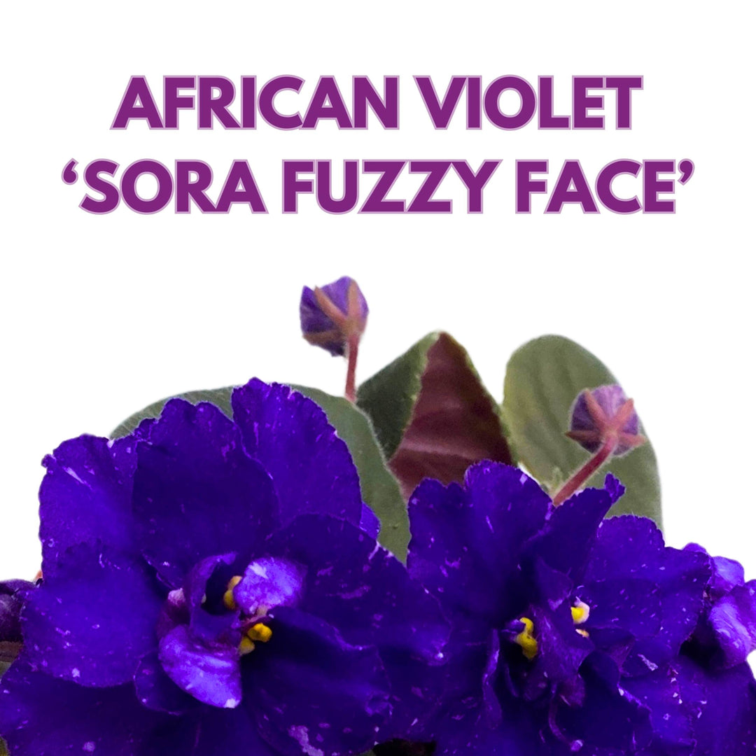 Sora Fuzzy Face African Violet Saintpaulia 4 inch