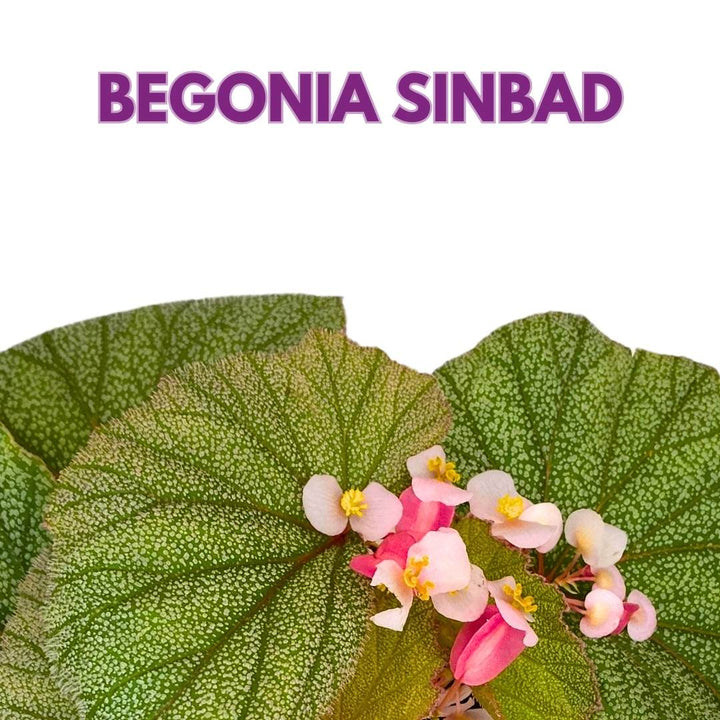 Angel Wing Cane Begonia Sinbad 4 inch