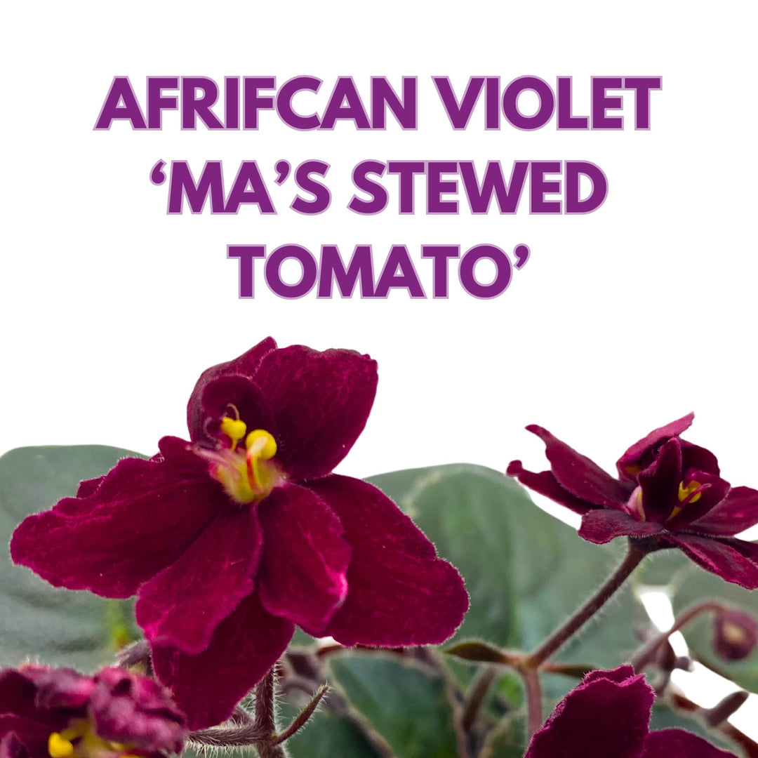 Ma's Steward Tomato African Violet Saintpaulia 4 inch