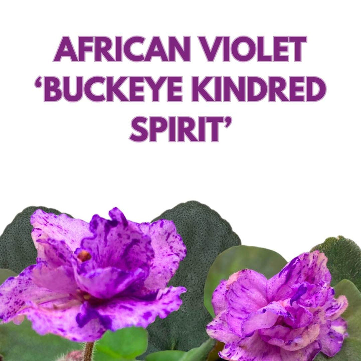 African Violet Buckeye Kindred Spirit in a 4 inch Pot Pink with Purple Flecks