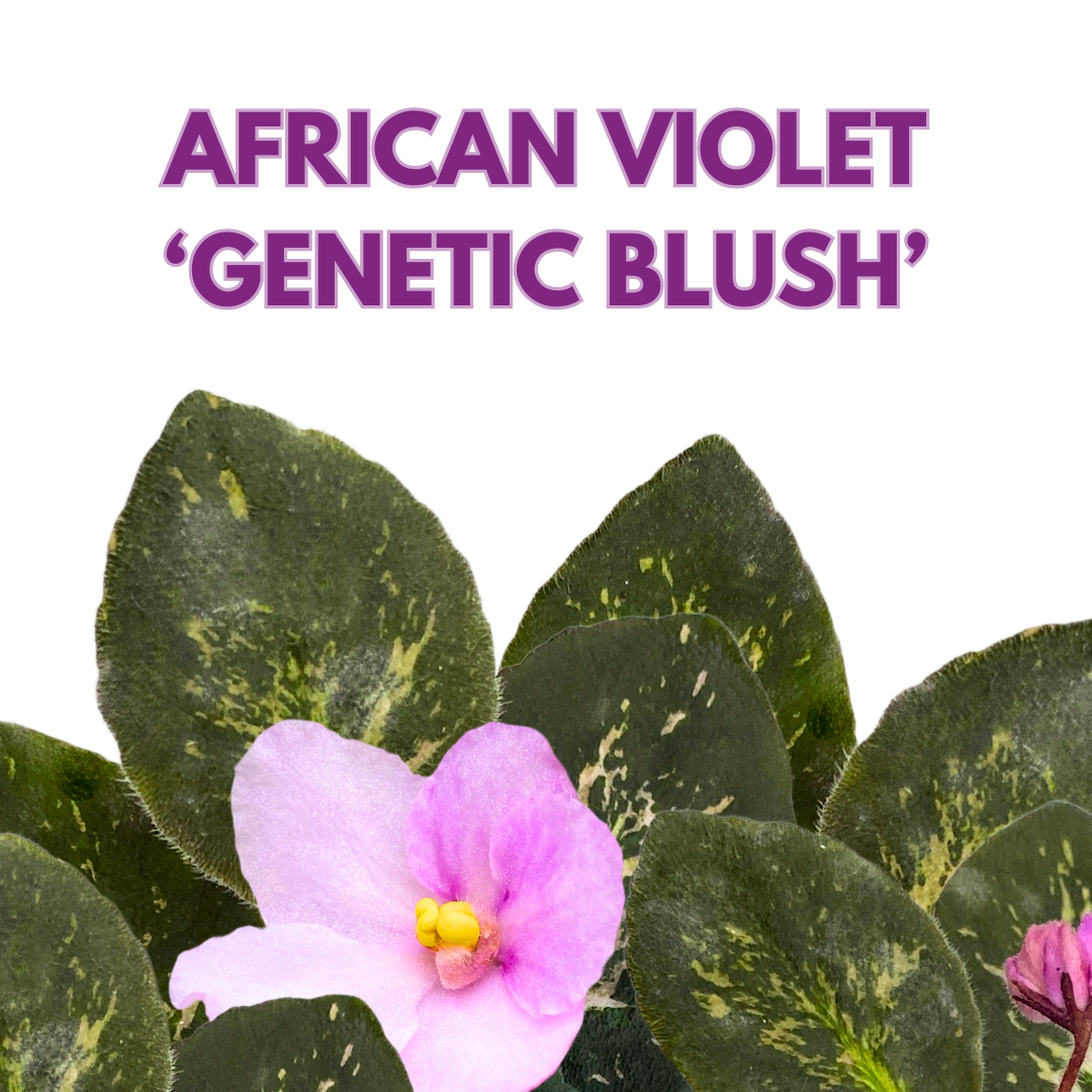 African Violet Genetic Blush, Mosaic Variegated 4 inch Pink Flower