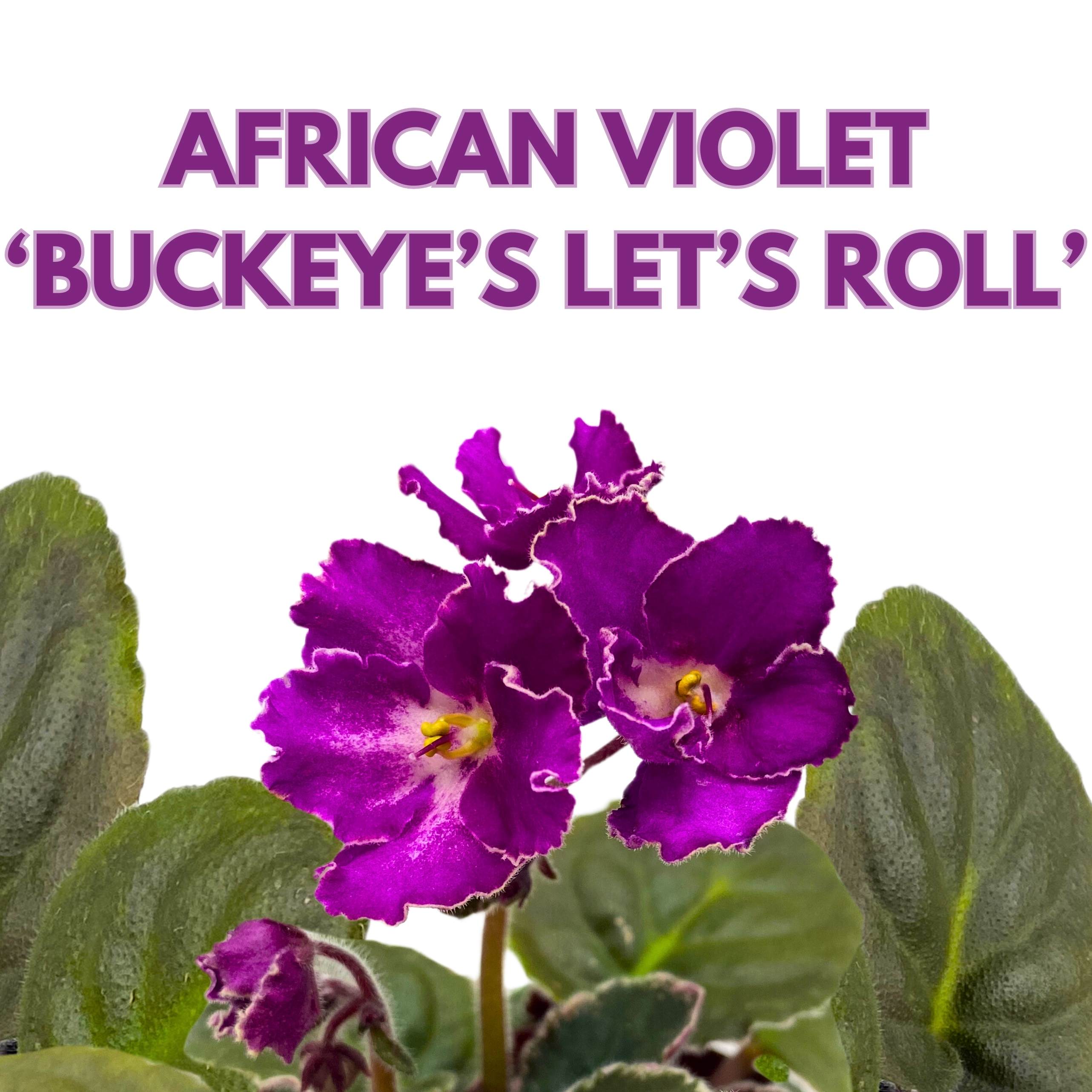 Buckeye Let's Roll African Violet Saintpaulia 4 inch – Harmony Foliage