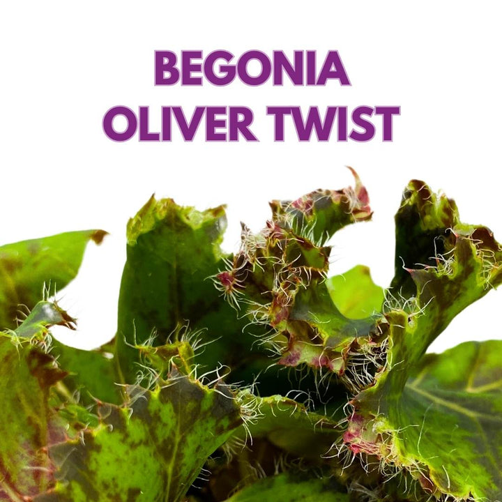 Begonia Oliver Twist 4 inch Rhizomatous