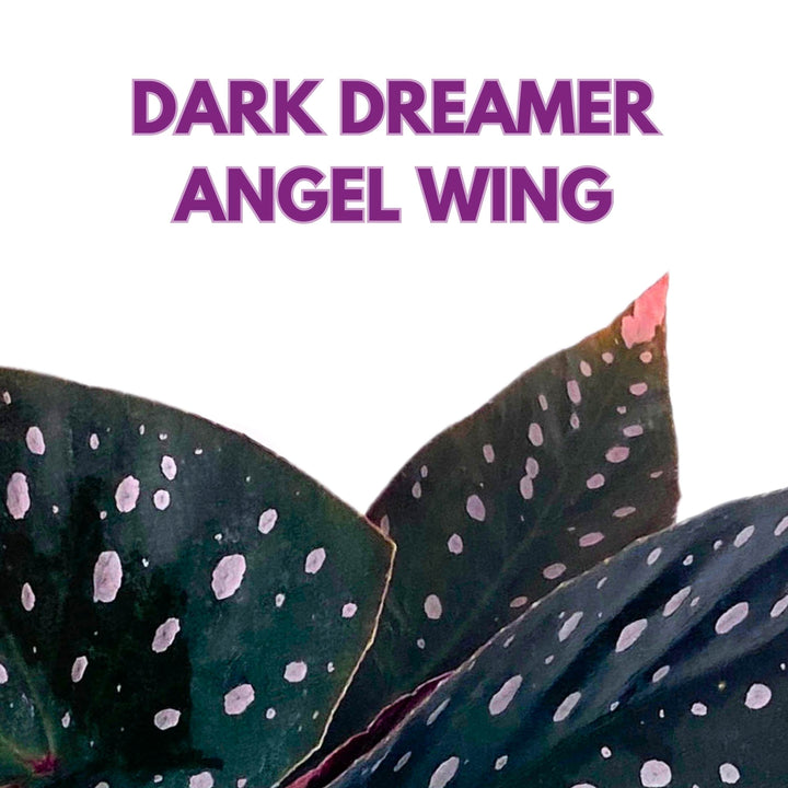 Harmony's Dark Dreamer Angel Wing Begonia 4 inch