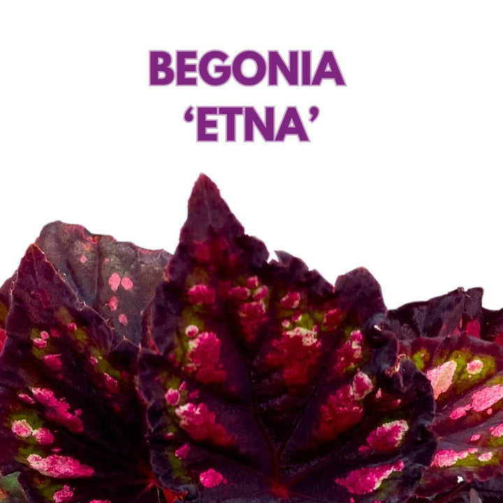 Begonia Rex Etna in a 4 inch Pot Black Red Spots