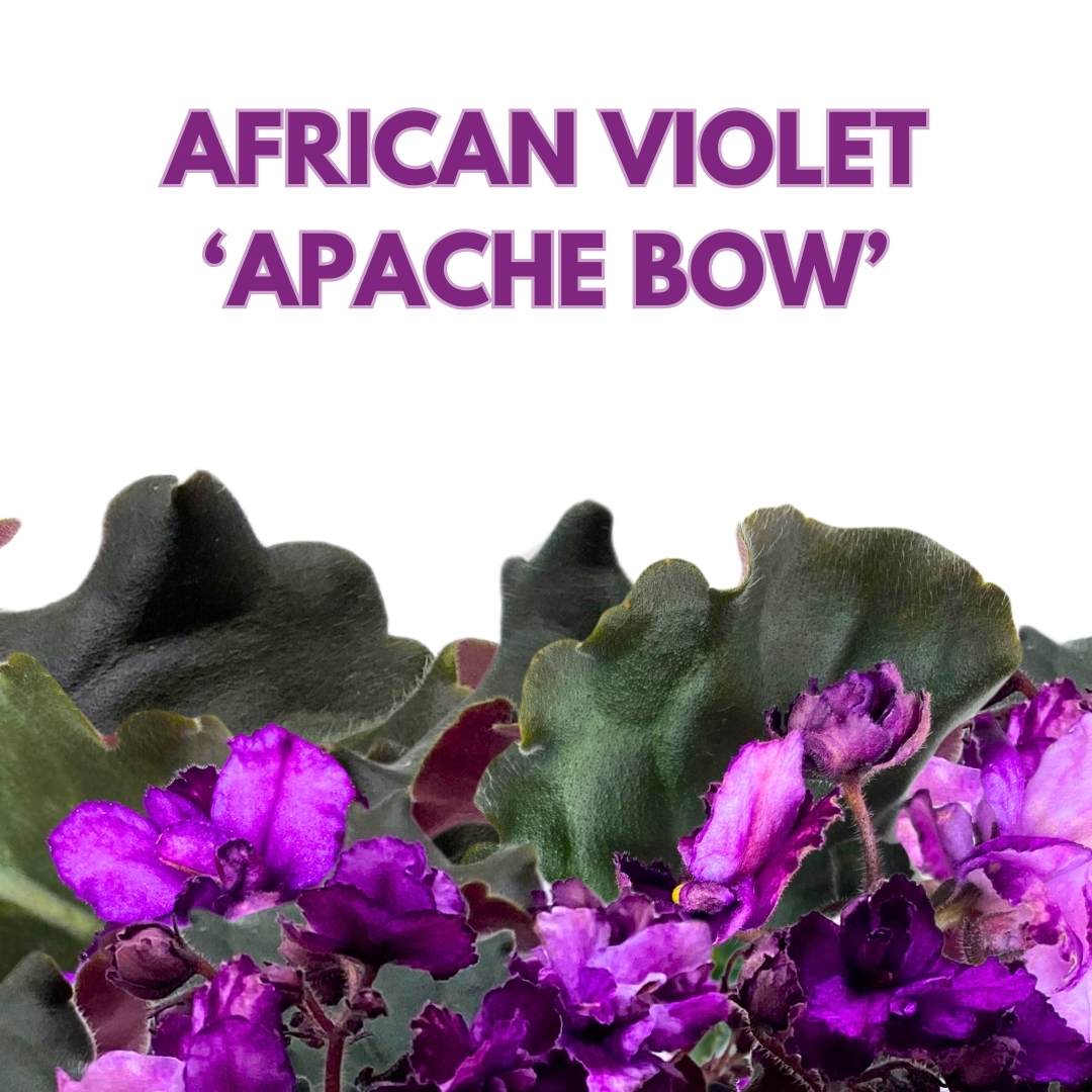 African Violet Apache Bow 4 inch Gesneriad