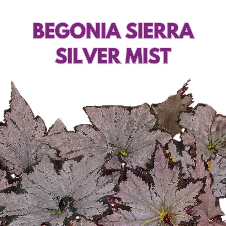 Begonia Sierra Silver Mist 4 inch Rhizomatous