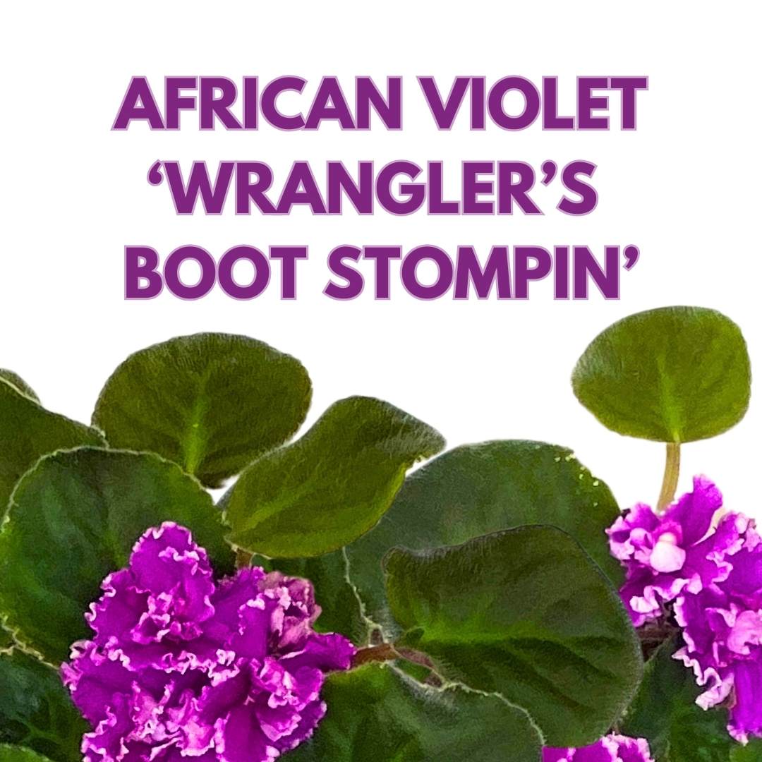 African Violet Wrangler's Boot Stompin' 4 inch