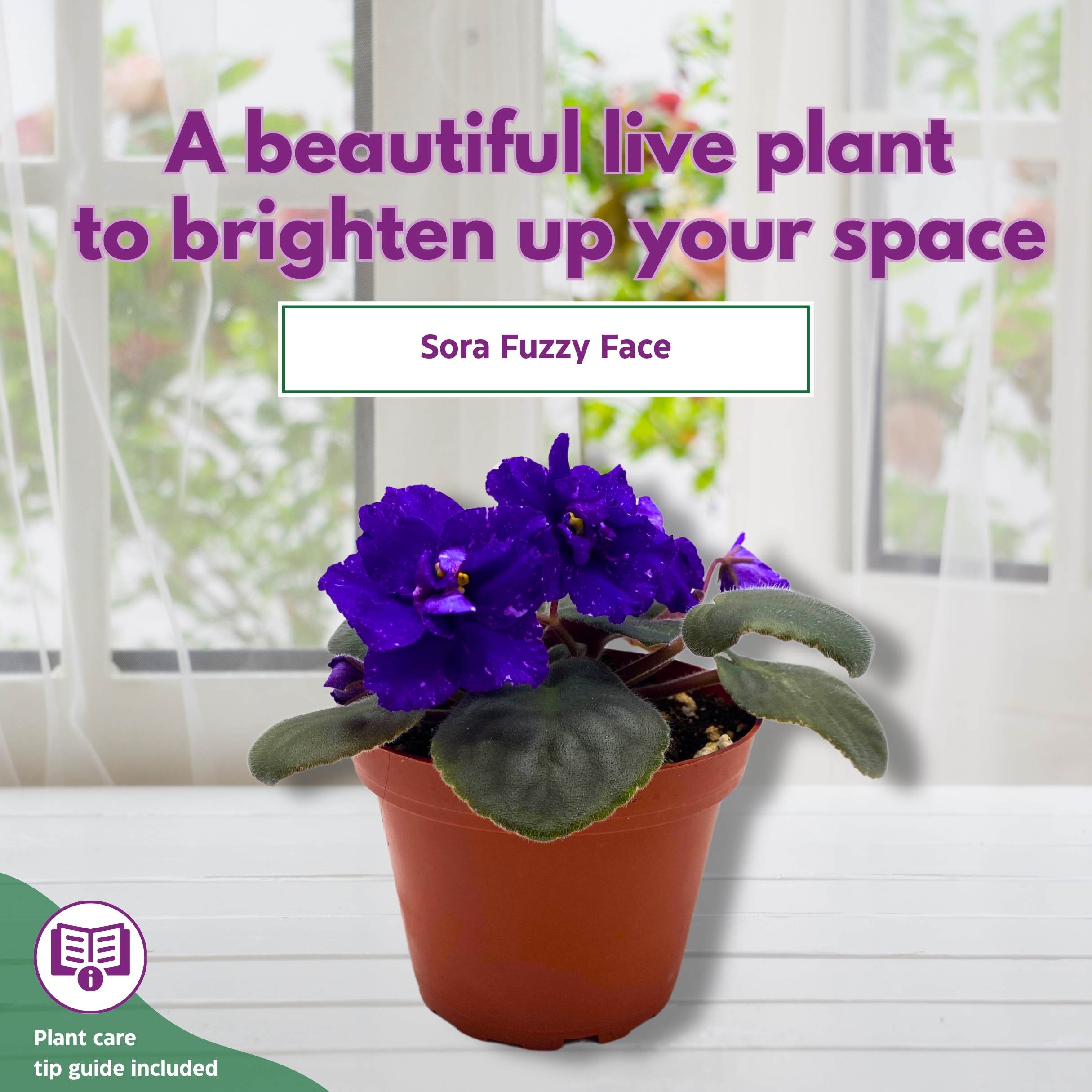 Sora Fuzzy Face African Violet Saintpaulia 4 inch – Harmony Foliage