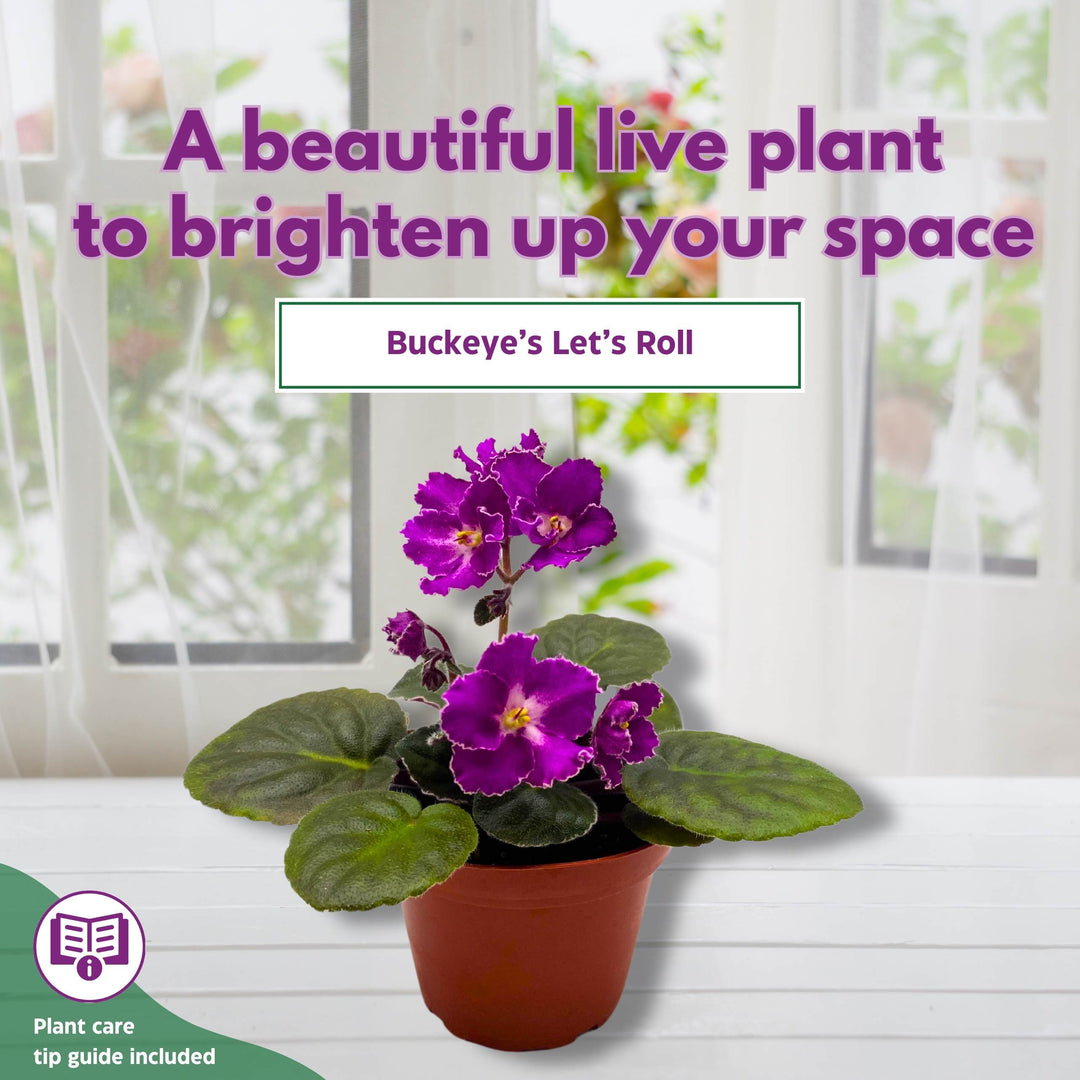 Buckeye Let's Roll African Violet Saintpaulia 4 inch