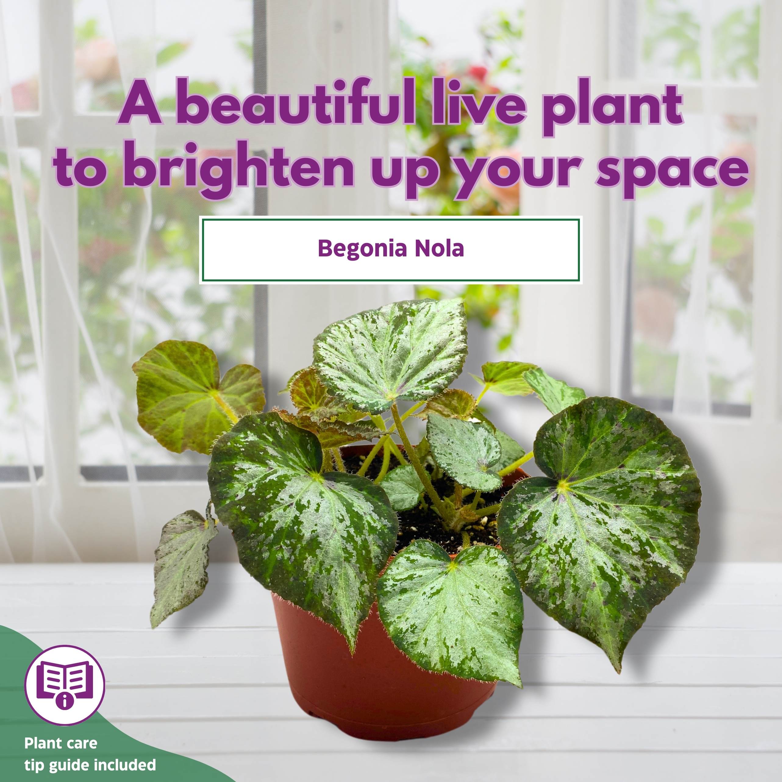 Begonia Nola 6 inch Rhizomatous – Harmony Foliage