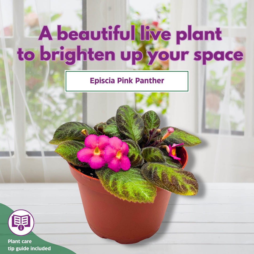 pink panther plant indoor care Episcia Pink Panther Flame Violet 4 inch – Harmony Foliage