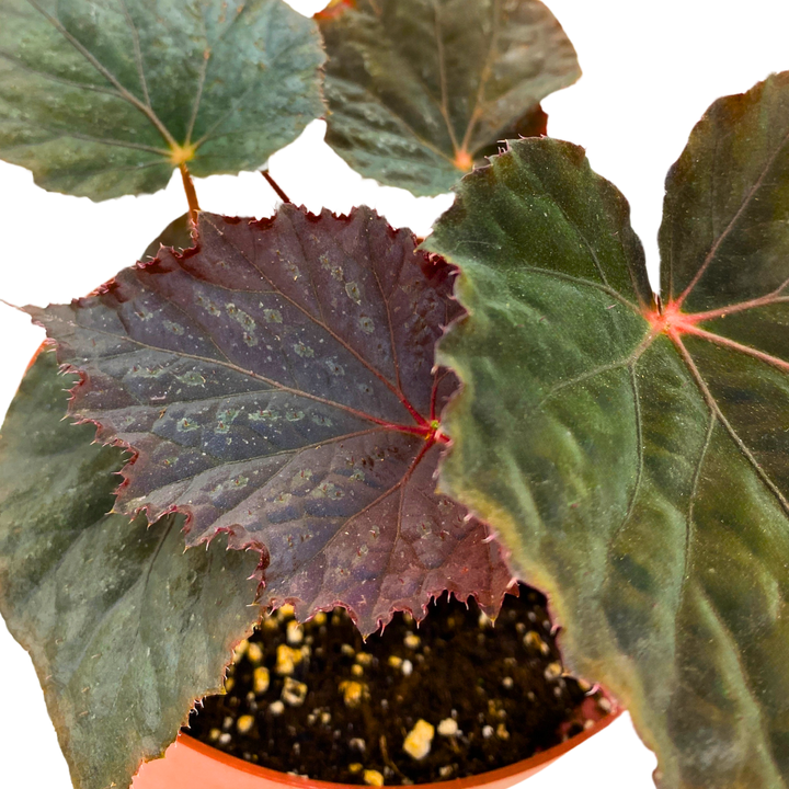 Begonia Taconite 4 inch Bright Blue Irridescent