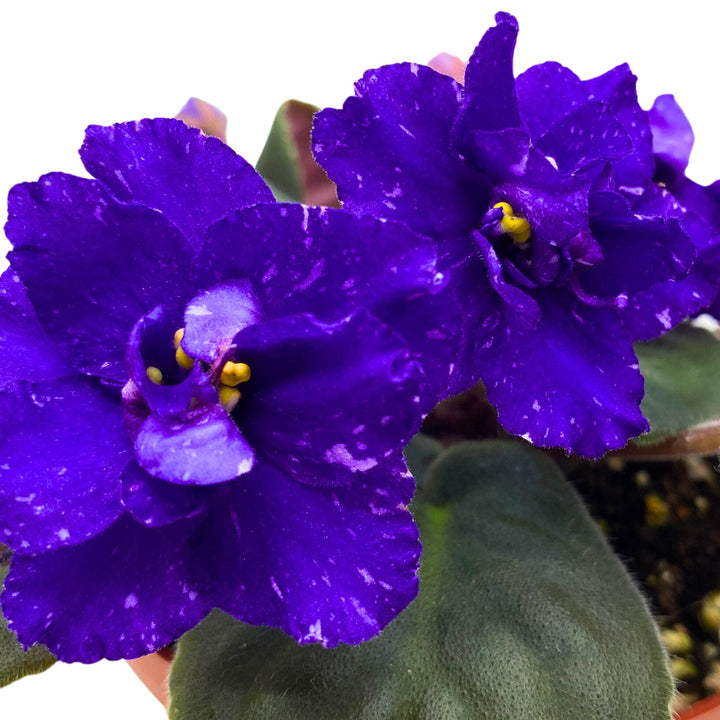 Sora Fuzzy Face African Violet Saintpaulia 4 inch