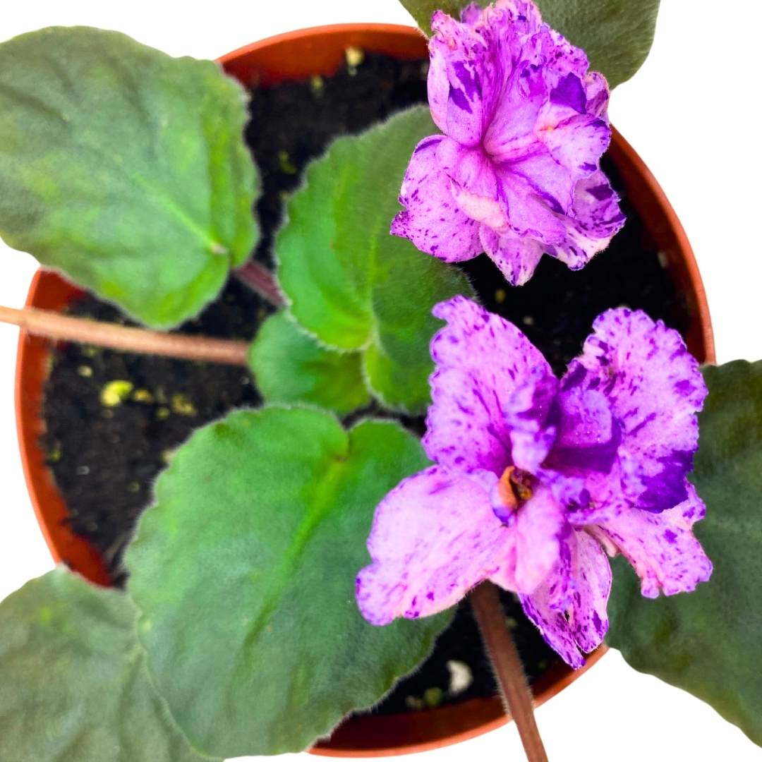 African Violet Buckeye Kindred Spirit in a 4 inch Pot Pink with Purple Flecks