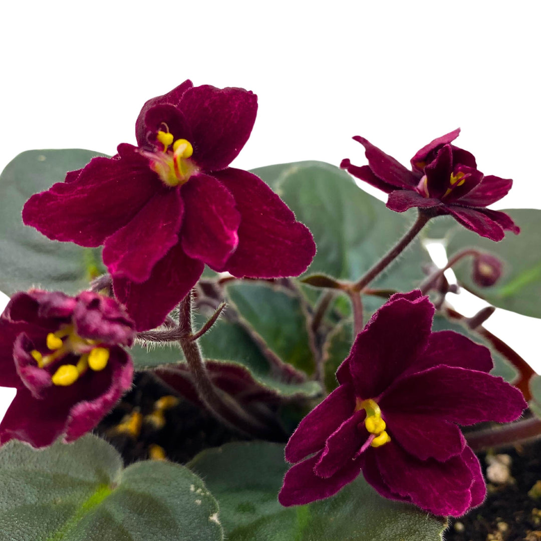 Ma's Steward Tomato African Violet Saintpaulia 4 inch