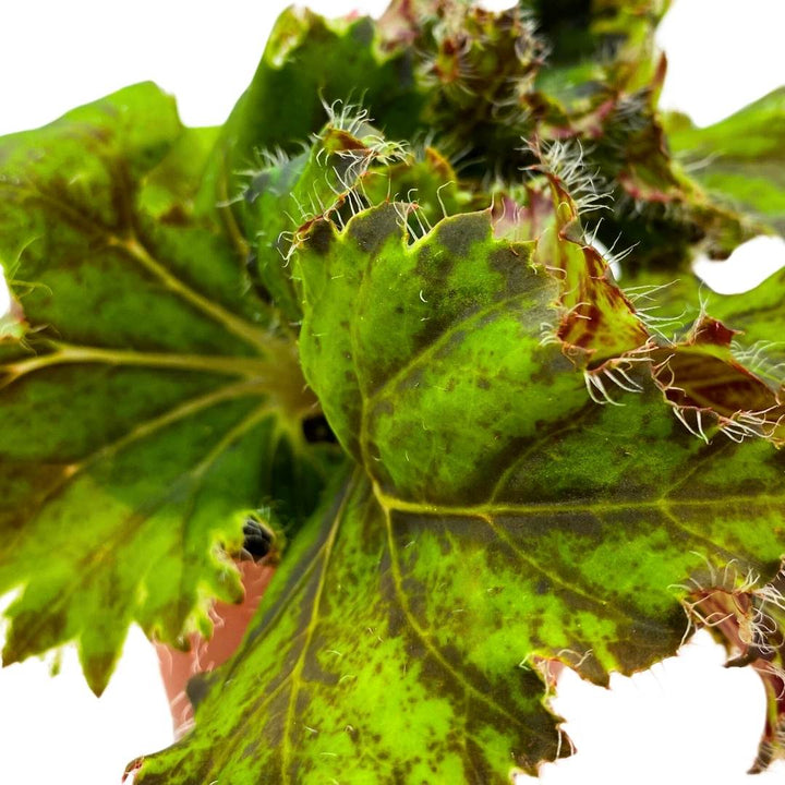 Begonia Oliver Twist 4 inch Rhizomatous