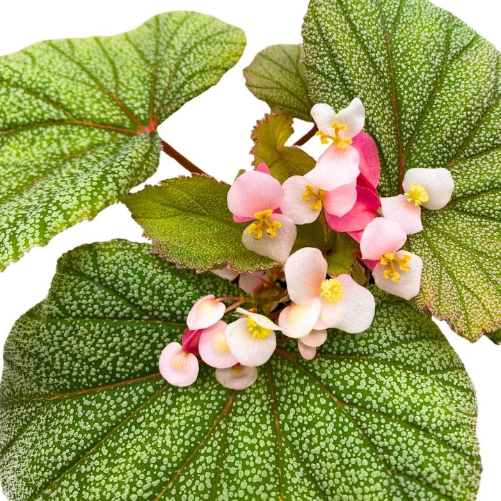 Angel Wing Cane Begonia Sinbad 4 inch