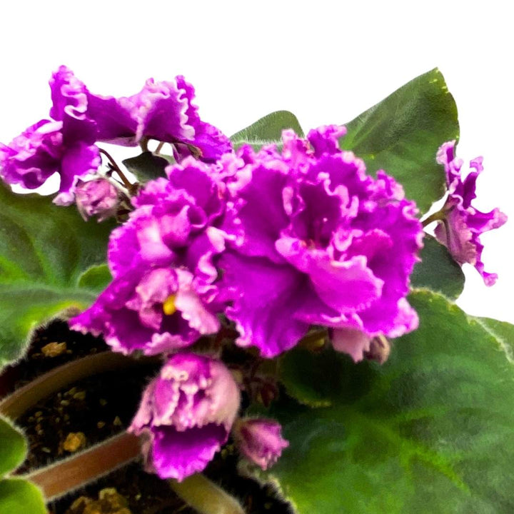 African Violet Wrangler's Boot Stompin' 4 inch