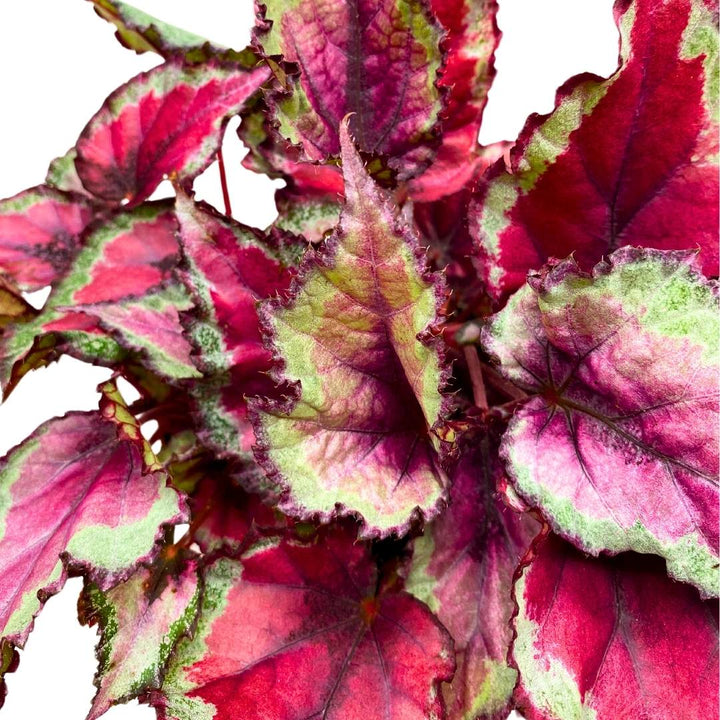 Begonia Rex Spitfire in a 6 inch Pot Pink Silver
