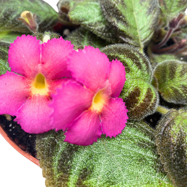 Episcia Pink Panther Flame Violet 4 inch