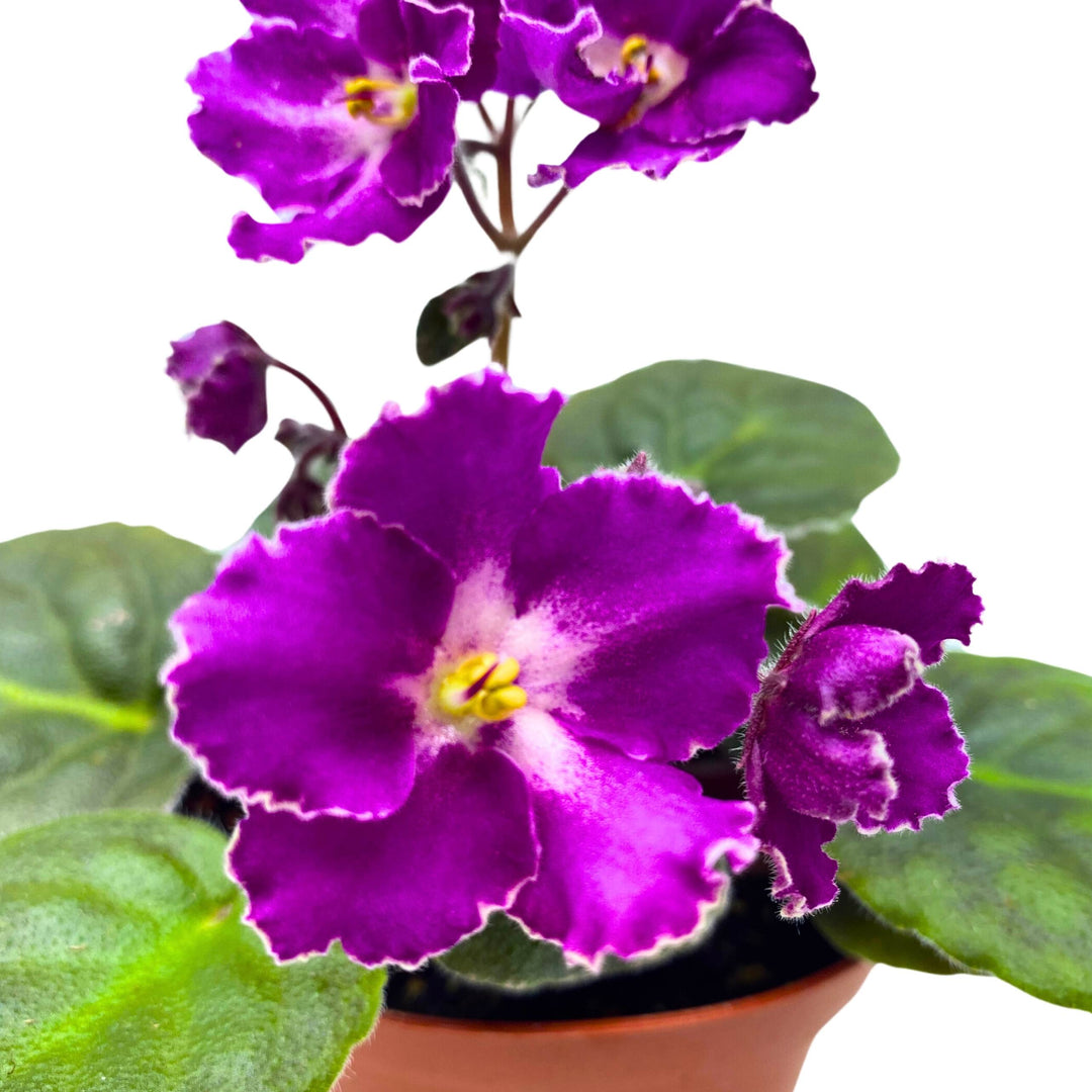 Buckeye Let's Roll African Violet Saintpaulia 4 inch Harmony Foliage