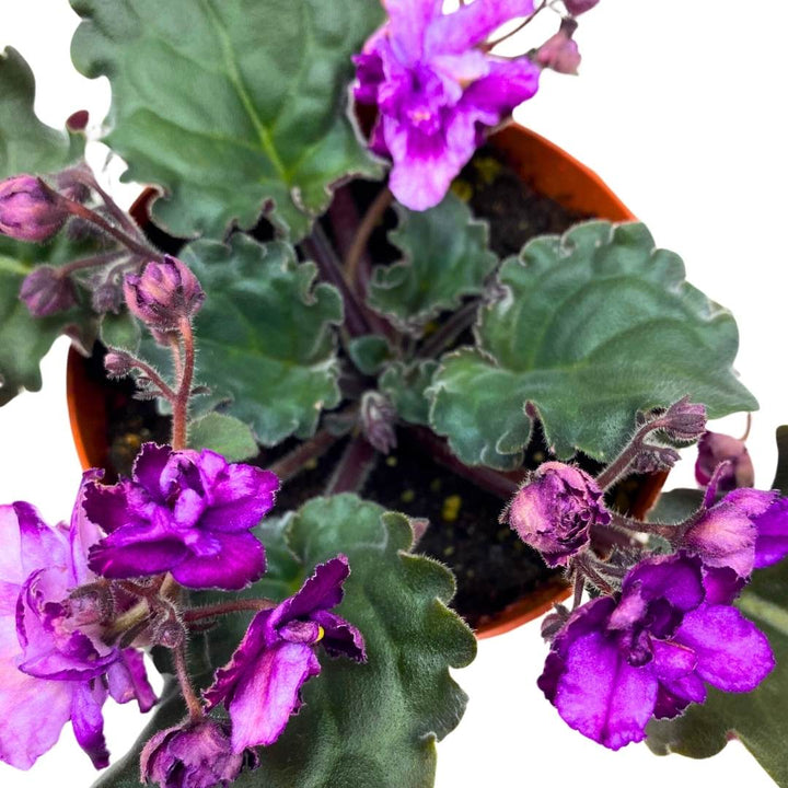 African Violet Apache Bow 4 inch Gesneriad