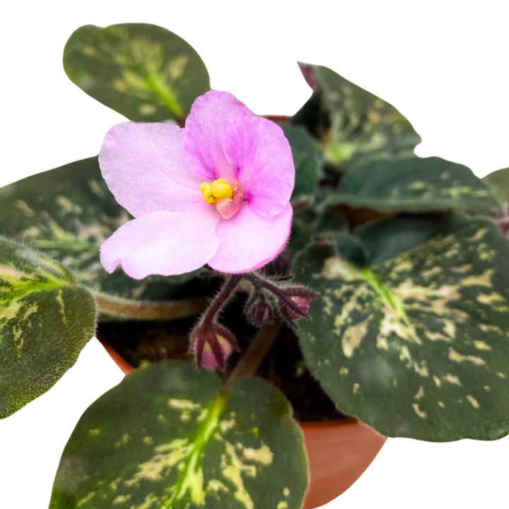 African Violet Genetic Blush, Mosaic Variegated 4 inch Pink Flower