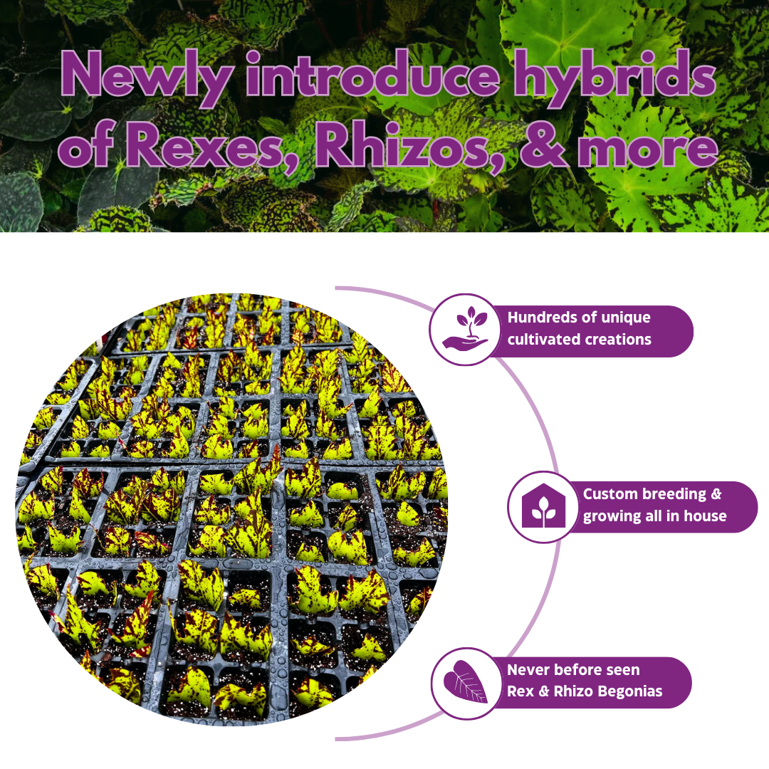 Begonia Taconite 4 inch Bright Blue Irridescent