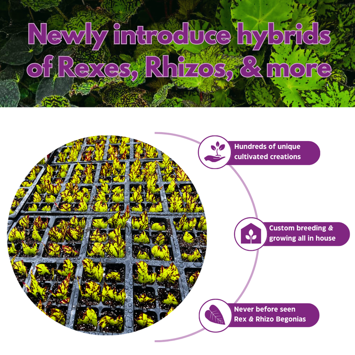 Begonia Taconite 4 inch Bright Blue Irridescent