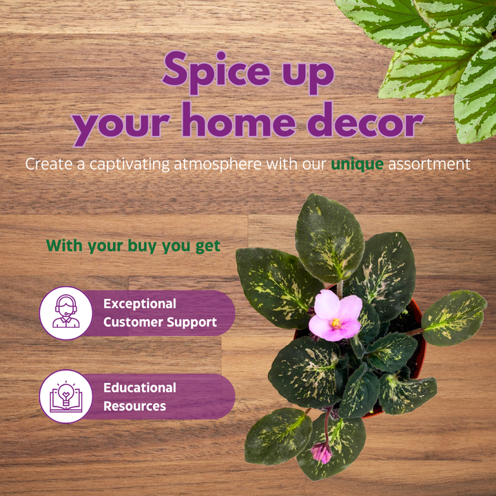 African Violet Genetic Blush, Mosaic Variegated 4 inch Pink Flower